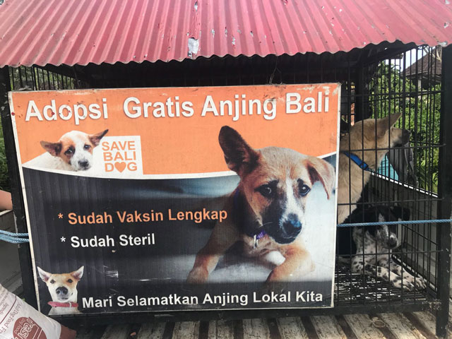 barc-bali-dog-refuge-bali-dog-and-adoption-centre-team_adoption-day-6
